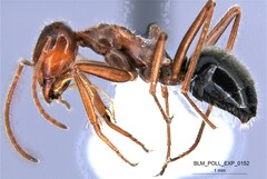 Endiodioctes