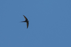 Cypsiurus parvus