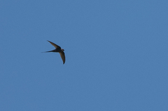 Cypsiurus parvus