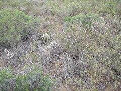 Agathosma cerefolium