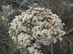 Agathosma cerefolium