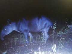 Tapirus bairdii