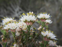 Agathosma cerefolium