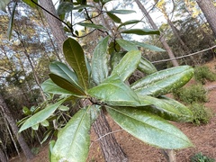 Magnolia