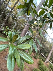 Magnolia