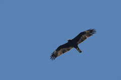 Hieraaetus wahlbergi