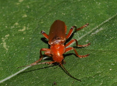 Cantharis
