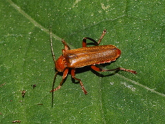 Cantharis