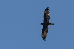 Hieraaetus wahlbergi