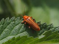Cantharis