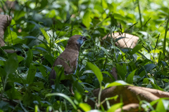 Uraeginthus bengalus