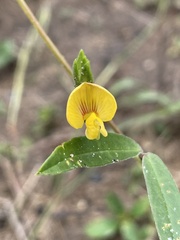 Zornia diphylla