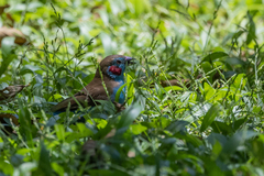 Uraeginthus bengalus