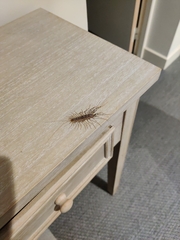 Scutigera coleoptrata