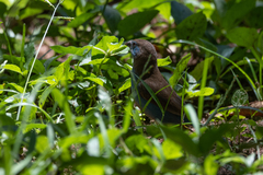 Uraeginthus bengalus