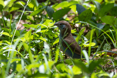 Uraeginthus bengalus