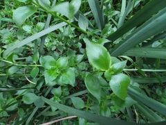 Crassula