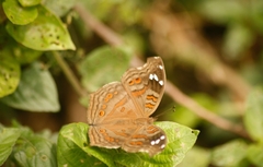 Junonia natalica