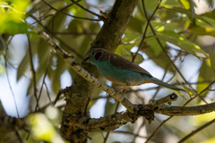 Uraeginthus bengalus