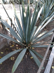 Agave fourcroydes