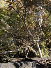 Platanus racemosa