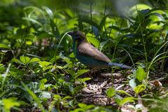 Uraeginthus bengalus
