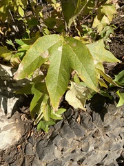 Platanus racemosa