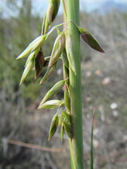 Ehrharta longifolia