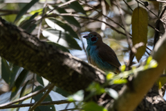 Uraeginthus bengalus