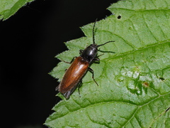 Hemicrepidius