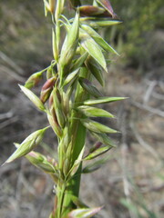 Ehrharta longifolia