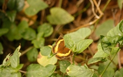 Junonia