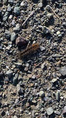 Lophocampa argentata