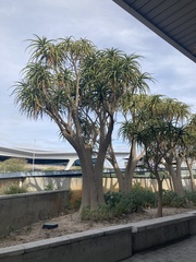 Aloidendron barberae