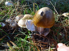 Amanita submembranacea