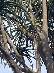 Aloidendron barberae