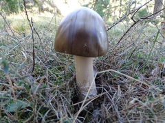 Amanita submembranacea