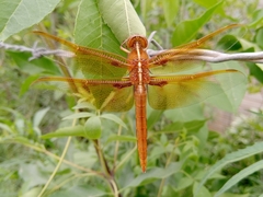 Libellula saturata
