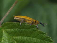 Lixus iridis