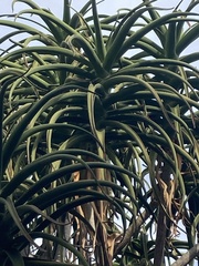Aloidendron barberae