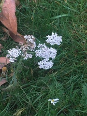 Achillea millefolium