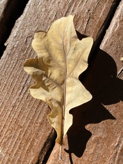 Quercus
