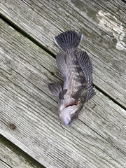 Centropristis striata