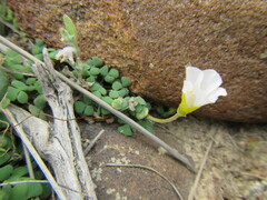 Oxalis fergusonae