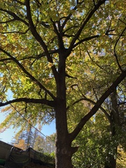 Quercus