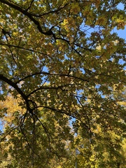 Quercus