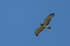Circaetus beaudouini