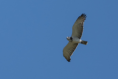 Circaetus beaudouini