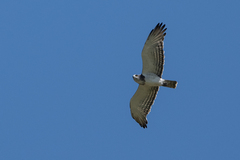 Circaetus beaudouini