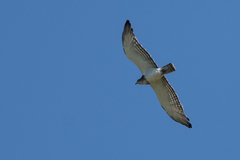 Circaetus beaudouini